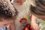 Groente en fruit 1